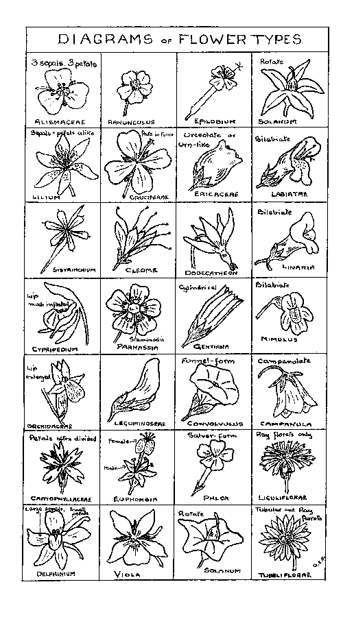 DIAGRAMS of FLOWER TYPES.
