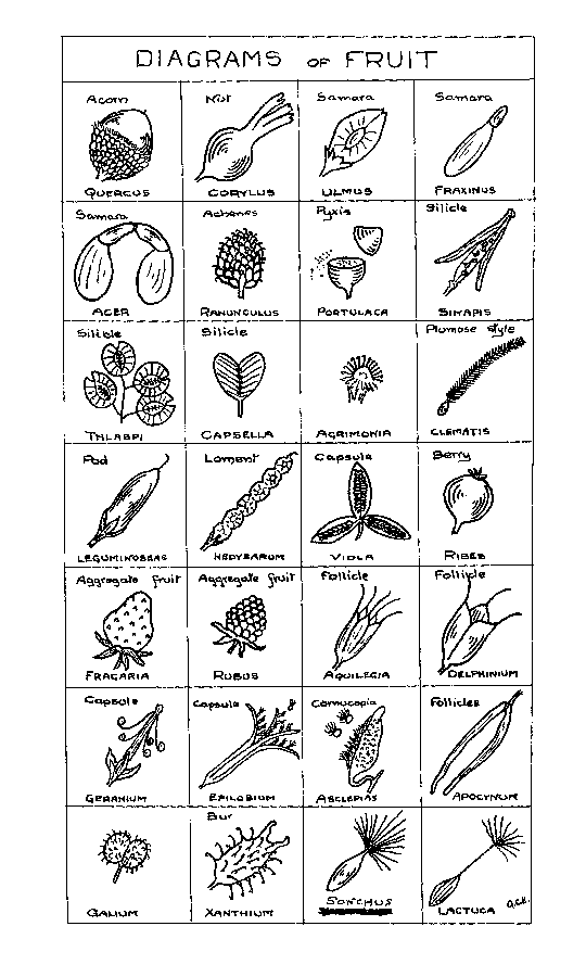 DIAGRAMS of FRUIT