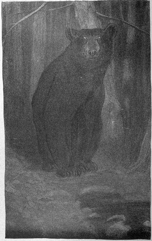 “A HUGE BLACK BEAR STANDING IN THE TRAIL” (See page 177)