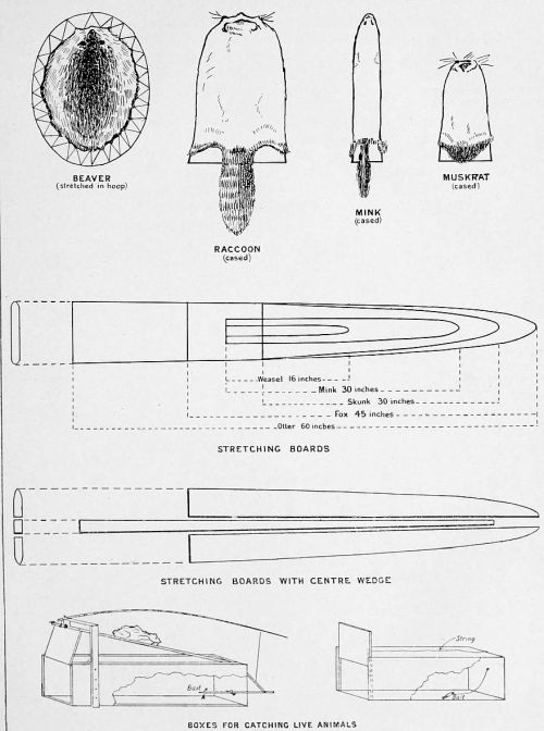 Fur Primeness Chart