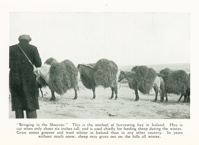 "Bringing in the Sheaves."  This is the method of harvesting hay in Iceland.  Hay is cut when only about six inches tall, and is used chiefly for feeding sheep during the winter. Grass seems greener and wool whiter in Iceland than in any other country.  In years without much snow, sheep may graze out on the hills all winter.
