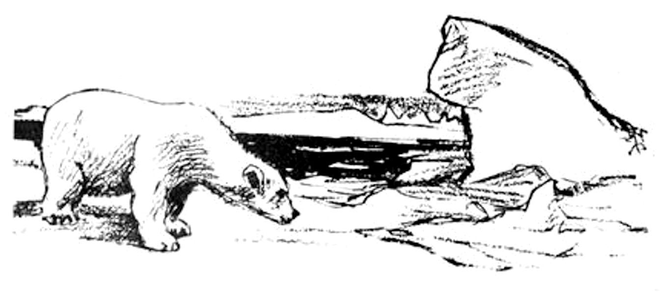 sketch of polar bear