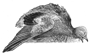 [Image unavailable.]