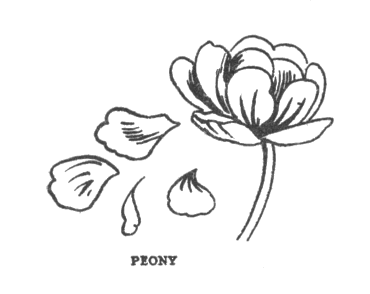 peony