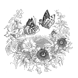 butterflies and flowers