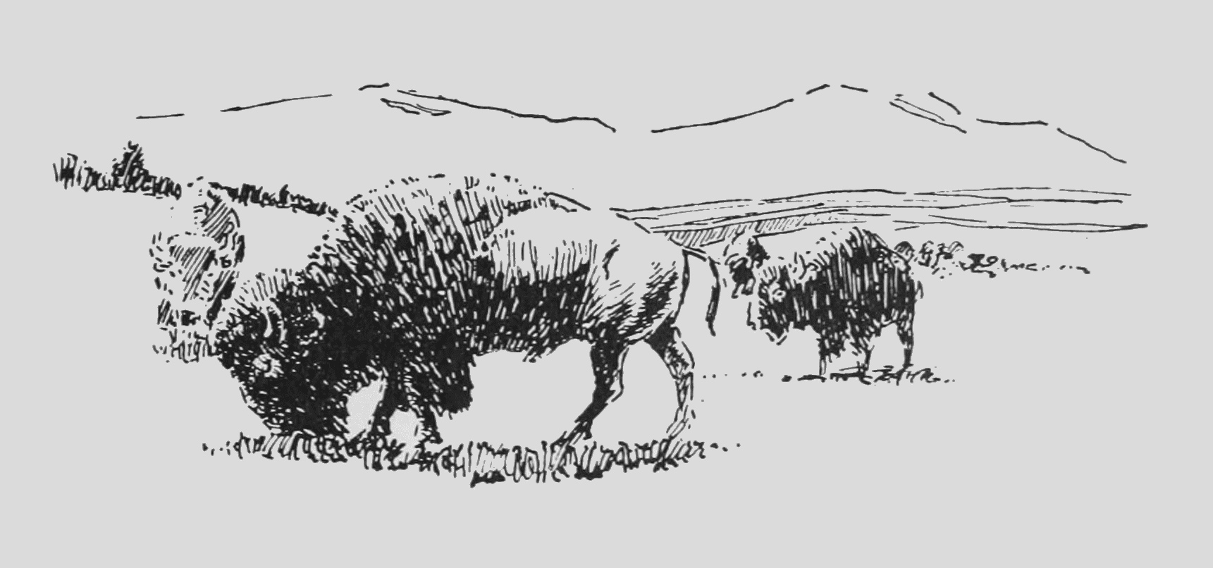 bison