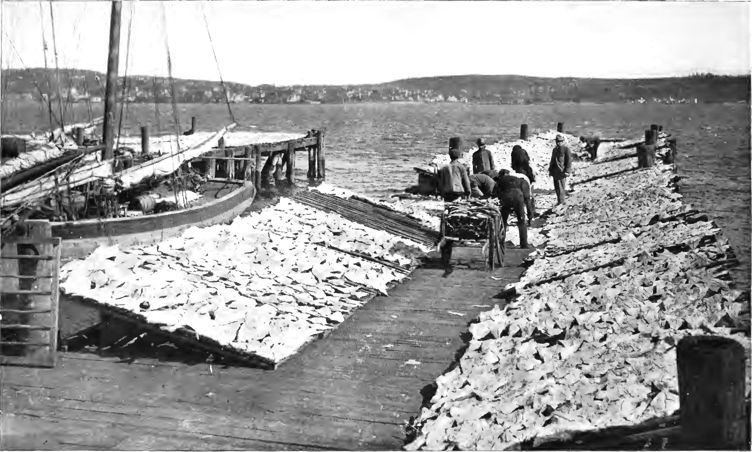 cod drying on racks