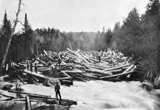 a large number of logs in a river