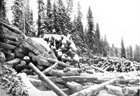 a pile of snow-covered logs