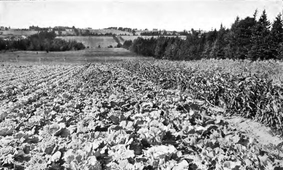 rows of vegetables growing in a field