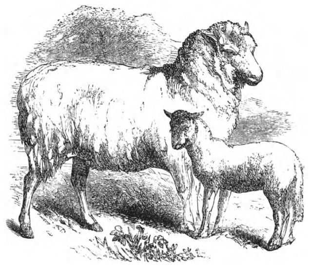 a ewe sheep and a lamb stand together