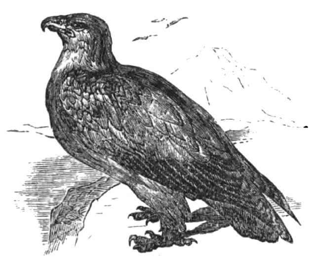 illustration of an eagle