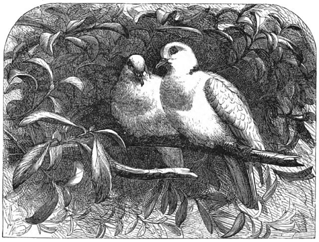 two turtle doves are sitting on a tree branch