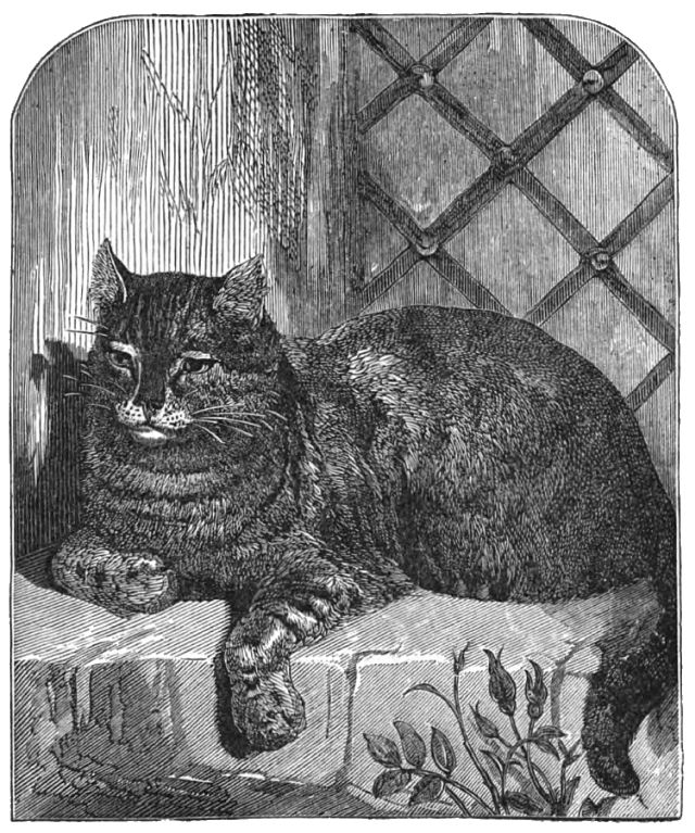 black cat laying on top of a wall