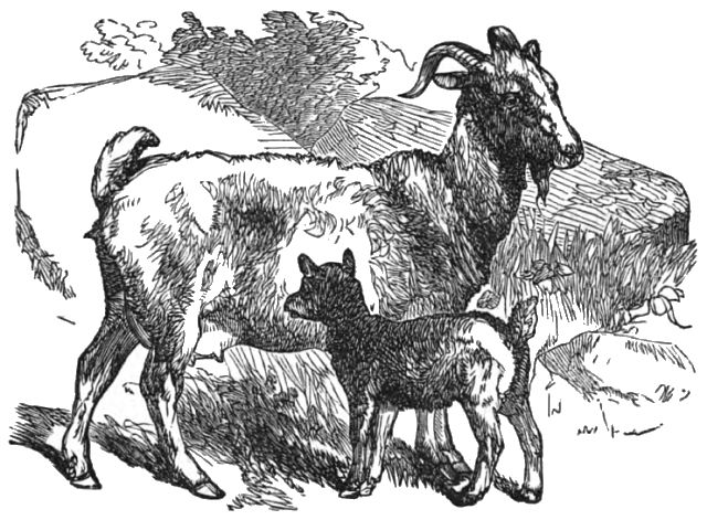 A nanny goat with curly horns standing behind a kid goat in an outdoor setting.