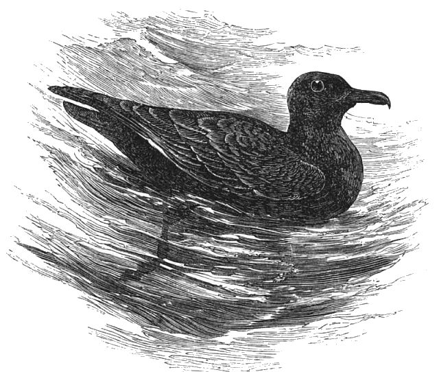 a bird swimming in water