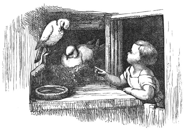 A child is looking at two doves one of which is sitting in a nest.