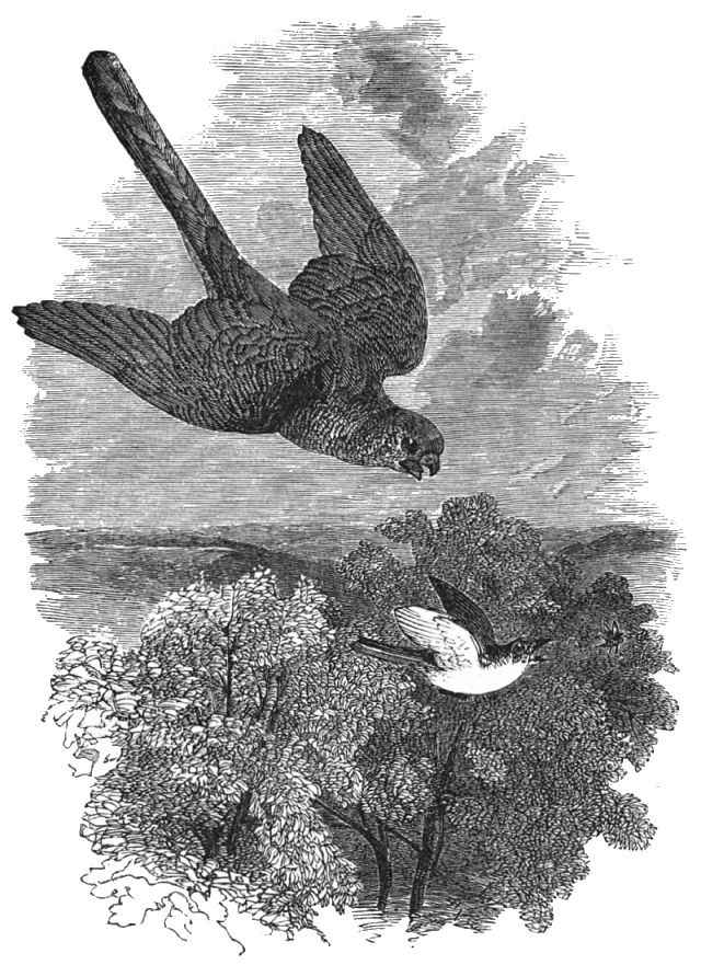 A large bird is swooping down to a smaller bird below that is chasing an insect