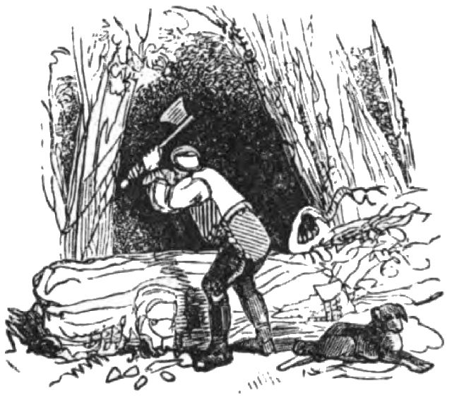 A man is in the woods, chopping wood with an axe