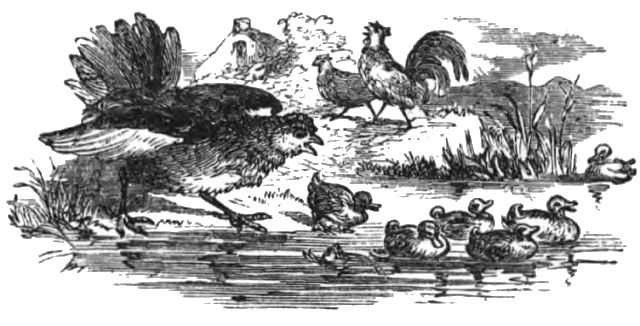 A hen is watching a brood of ducklings in the water