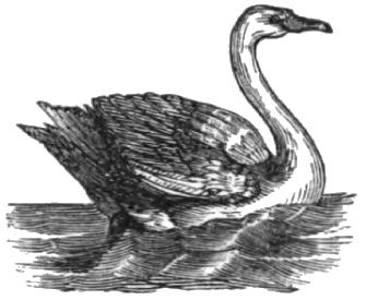 illustration of a swan