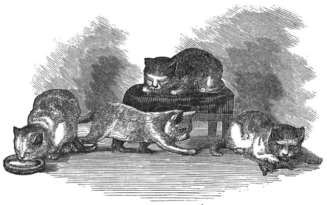 Four cats, one is lapping cream, one is sleeping on a stool, one is laying on a rug, and one is creeping up to the cat that is sleeping