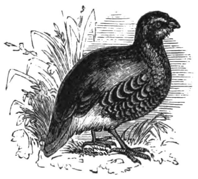 illustration of a quail