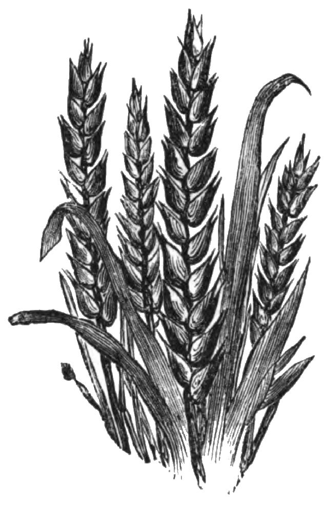 sheaf of wheat