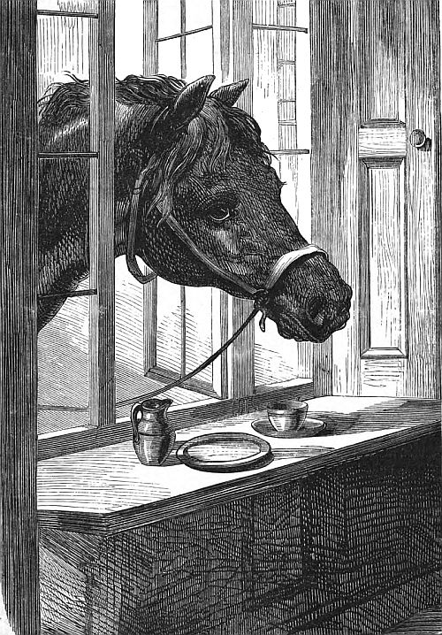 A horse wearing a halter has his head through an open window