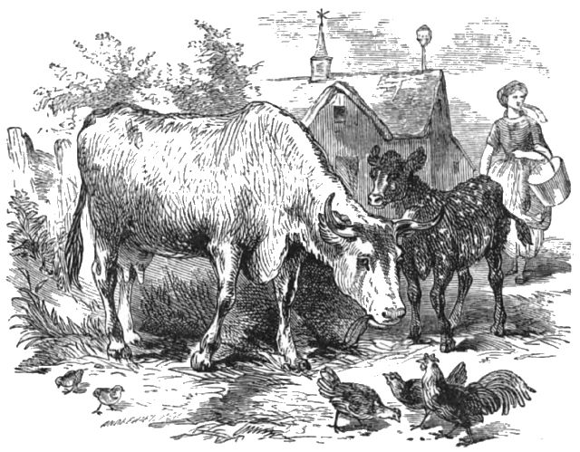 A cow and a speckled calf are in the barnyard with a few chickens. A woman carrying a pail is approaching the cow.