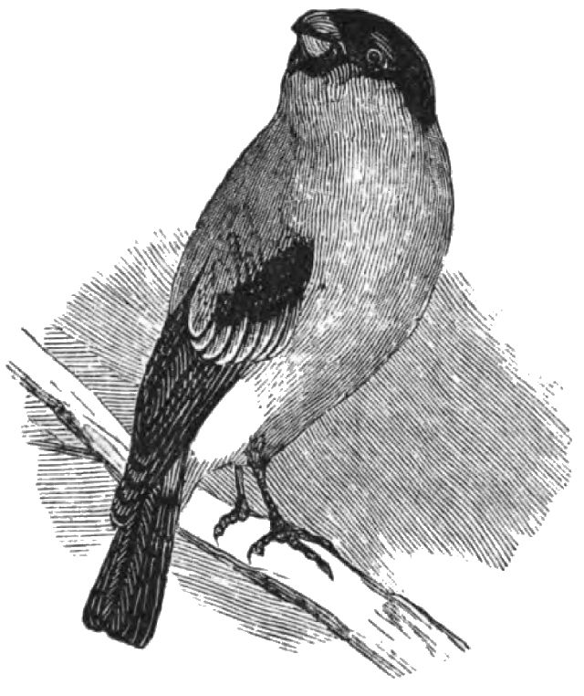 A bird perched on a twig