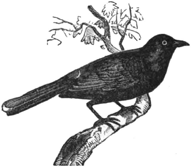 a blackbird sitting on a twig