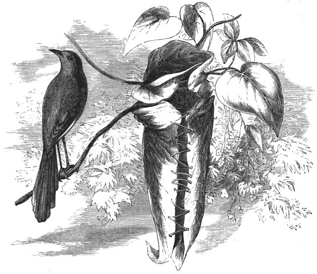 a bird that is making a nest in a leafy shrub