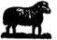 drawing of a sheep