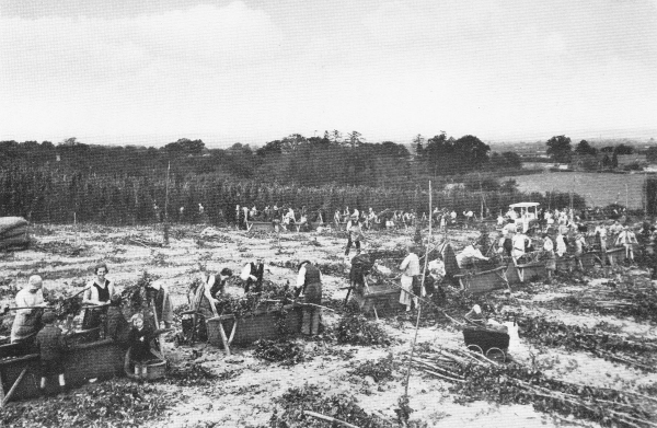 men and women picking hops off vines into bins