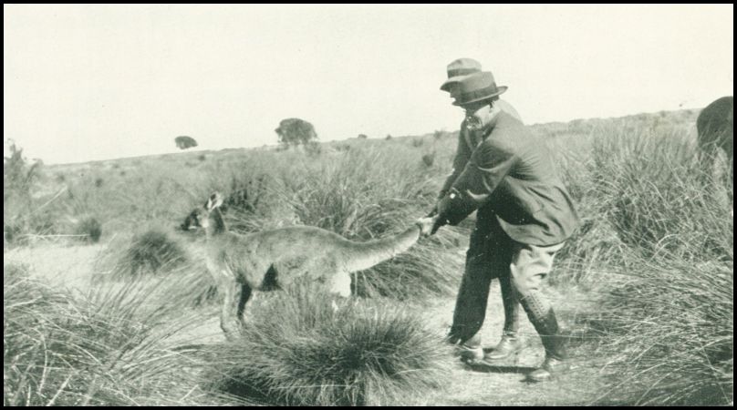 Two men are holding the tail of a kangaroo in an outdoor setting.