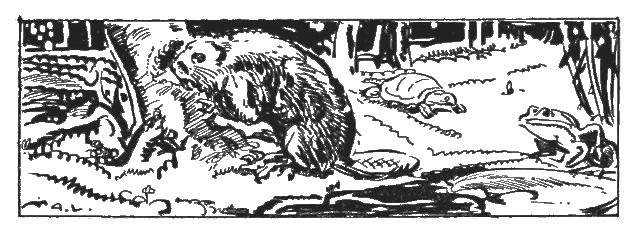 The illustration shows a beaver gnawing on the base of a tree. Watching the beaver is a frog while a turtle approaches in the background.