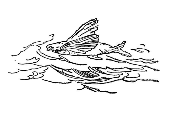 A flying fish