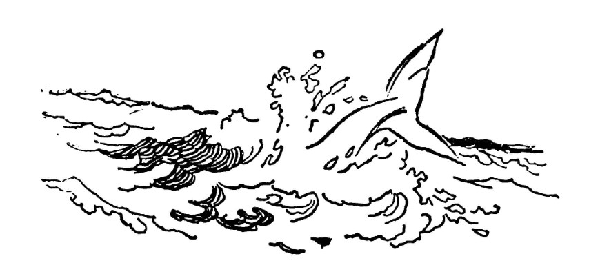 Whale breaching surface of sea