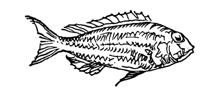 Large fish