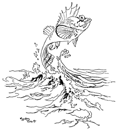 Large fish jumps out of water