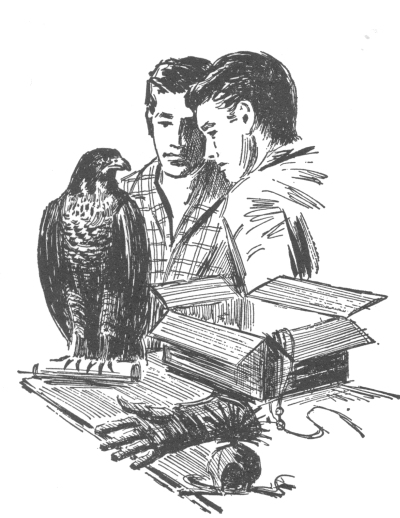 Joe and Frank looking at hawk standing on tabletop next to open box with glove and hawk cap on table