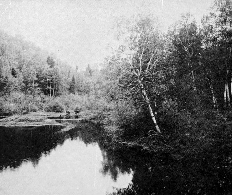 The photo is a river or lake scene with tall trees on the banks.