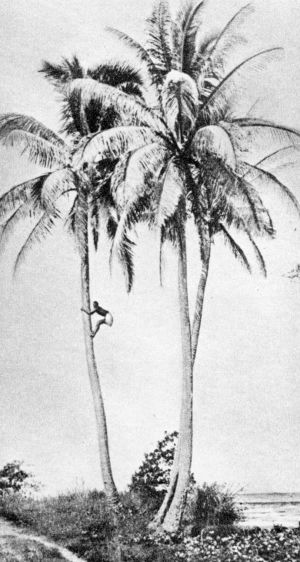 Man climbing halfway up a coconut tree with hands and feet