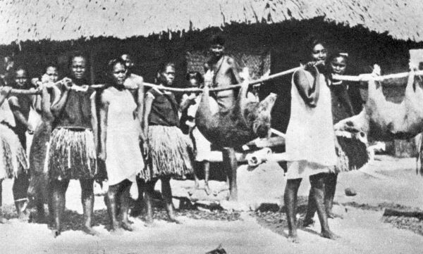 women carrying two wild pigs on poles