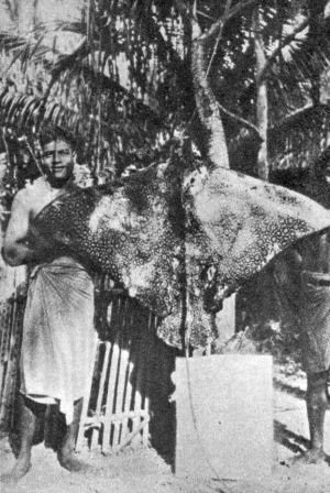 man standing beside giant string ray hanging on tree