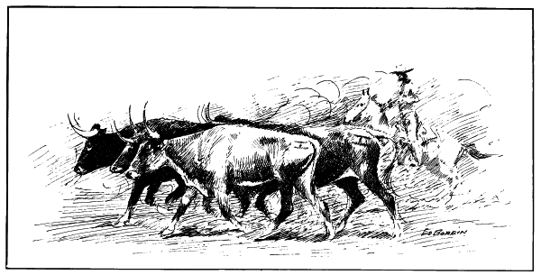 Longhorn cattle herd being driven by a cowboy on horseback