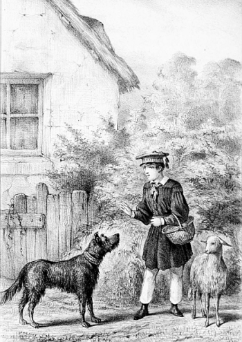 Chien avec un collier regardant un jeune homme.