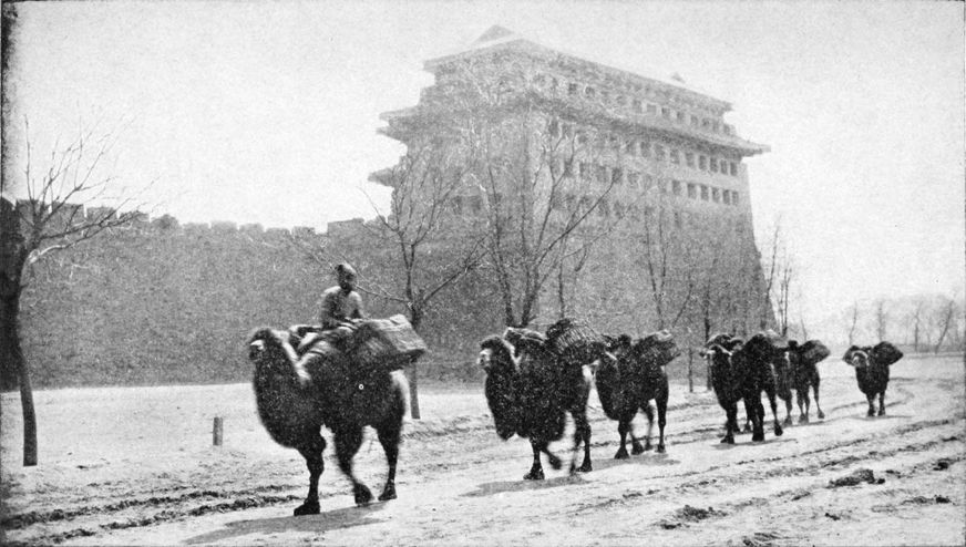 camels walking in line before city wall