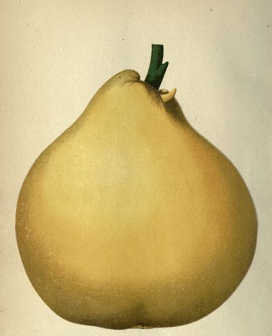 color picture of a yellow quince